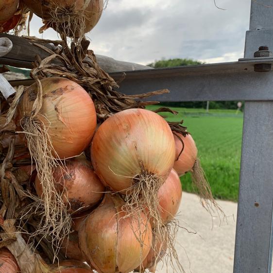 野菜 玉ねぎ 淡路島極熟玉葱訳あり6kgシャーロットオニオン 産地直送