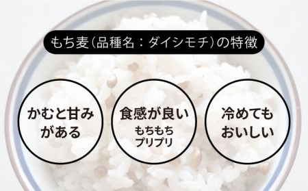 白石産 もち麦 900g（300g×3袋） 回（総計5.4kg）[IAA035]