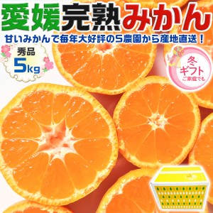 完熟 愛媛 みかん 秀品・贈答用 箱買い 5kg 1箱 サイズお任せ 愛媛県産 みかん・柑橘 お買得 …