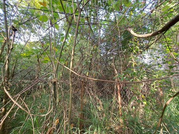 近大社路#高鐵高架道旁#區段徵收持分大地坪土地#專｜高雄市大社區興農段