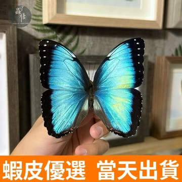 【現貨】🦋黑框藍閃蝶🦋 閃蝶 蝴蝶 昆蟲 模型 乾貨三角紙包裝 #非活體 #類模型 #藝術品