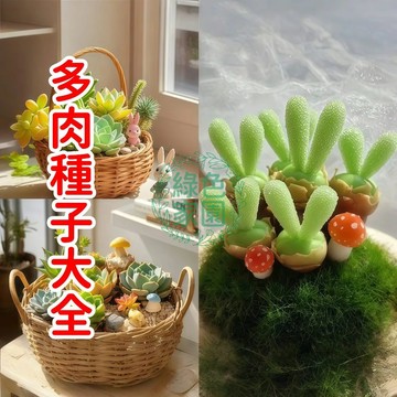 臺灣發貨 新品推薦【多肉種子大全】 景天科種子冰魄系列麥稈洛可可多肉超多款陽台盆栽桌面擺放多肉小盆栽防甲醛品種超多