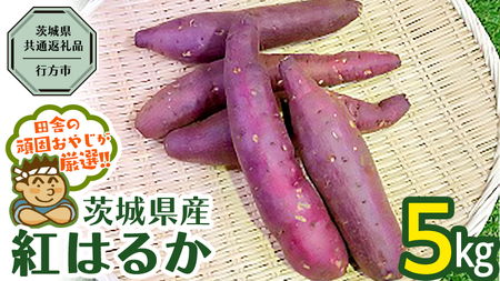 べにはるか 5kg （県内共通返礼品：行方市産） さつまいも 紅はるか 芋 いも 野菜