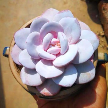 台灣現貨速發 超低價  🍓臺灣💋49款 稀有品種 多肉種子 超多款 多肉種籽 限時搶購 滿500元送播種器