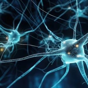 The Human Body's Communication Systems