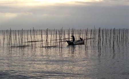 焼き海苔 走水海苔 (上) 海苔 全型 5帖入り 10枚×5 のり 国産 焼海苔