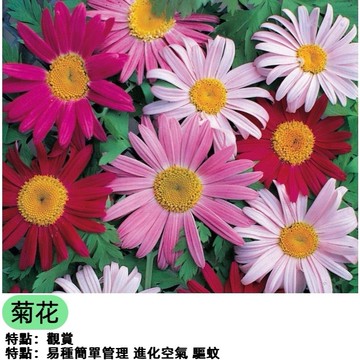 五色菊花種子盆栽 好種易活開花不斷 三色菊/雁河菊 四季播種 陽台花園造景 蜜源植物 新手友善