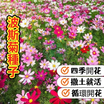 波斯菊種子 格桑花 四季花海 易種快開 陽台庭院 花壇佈置 花姿浪漫 花色繽紛 綠化美化 新手必備