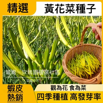 現貨✨黃花菜種子（250粒）正宗大顆金針花苗種籽 黃花菜苗種子 觀賞 食用 盆栽陽台 四季種植蔬菜  小院陽台農田種