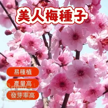 🌱精選種子  美人梅種子  梅花種子 台灣現貨現發  易種植 花卉種子  發芽率高 庭院盆栽 耐寒 觀賞花卉