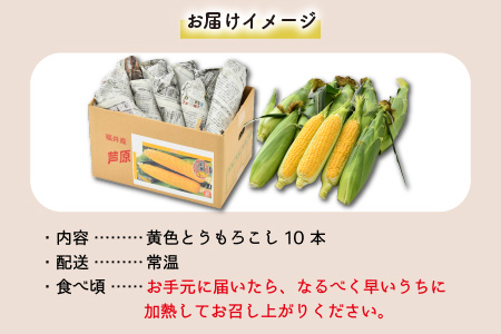 春とうもろこし 10本 おおもの 黄色 朝採り ／ 期間限定 数量限定 ハウス栽培 産地直送 甘い スイートコーン とうもろこし 野菜 あわら ※2024年6月上旬より順次発送