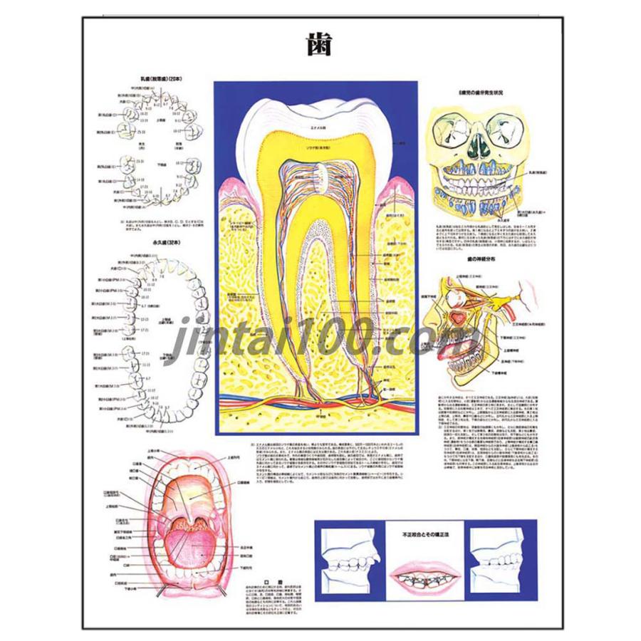 「歯」 医学ポスター ポスターB2サイズ  人体解剖学図ポスター 医学チャート