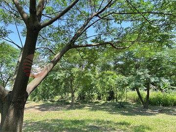 皮寮段都內農｜桃園市桃園區皮寮段