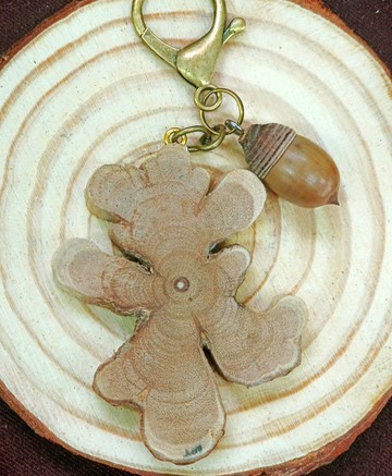 果實種子鑰匙圈-扛香藤-青剛櫟