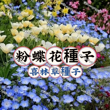 現貨 喜林草種子（250粒）粉蝶花種子 藍雪花種子 盆栽花卉 藍斑星點 四季播種 開花不斷 一片花海 陽台小院 室內盆栽