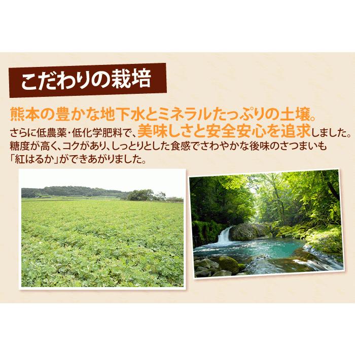 紅はるか 訳あり 箱込5kg 内容量4kg 補償分500g 送料無料 生芋 さつまいも  熊本県産 べにはるか サツマイモ  焼き芋に 芋 いも