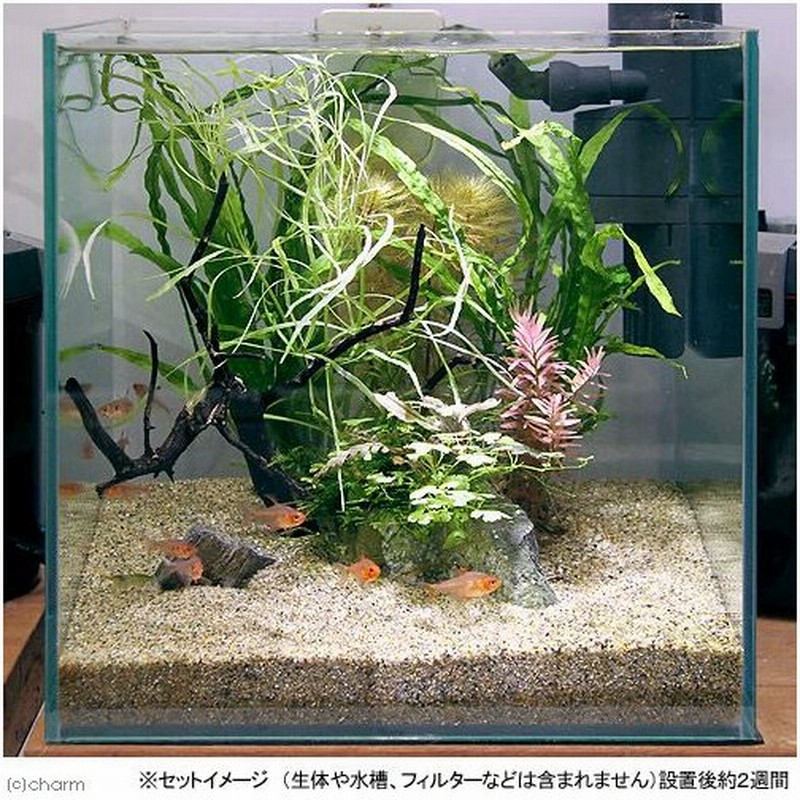 水草 草たちの水景 ３０ｃｍ水槽レイアウトセット １セット 北海道航空便要保温 通販 Lineポイント最大0 5 Get Lineショッピング