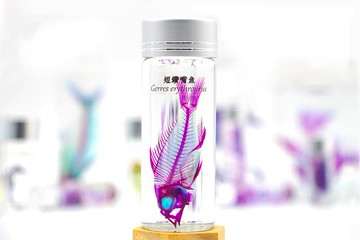 透明生物標本 - 短鑽嘴魚 Gerres erythrourus【網路限定】