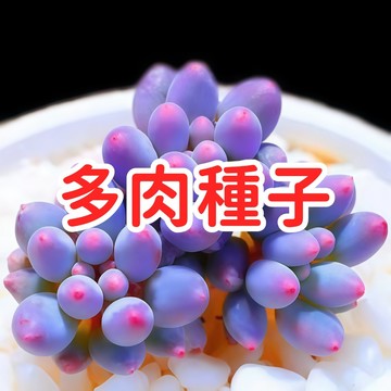 🥬🥑 【多肉種子】稀有多肉 室內陽台盆栽 療癒小物 懶人植物 迷你盆栽 辦公室綠化 易種植 發芽率高 現貨速發