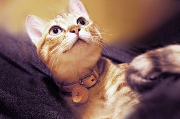 貓咪皮革項圈 (安全扣)-可調尺寸【客製刻字】單入