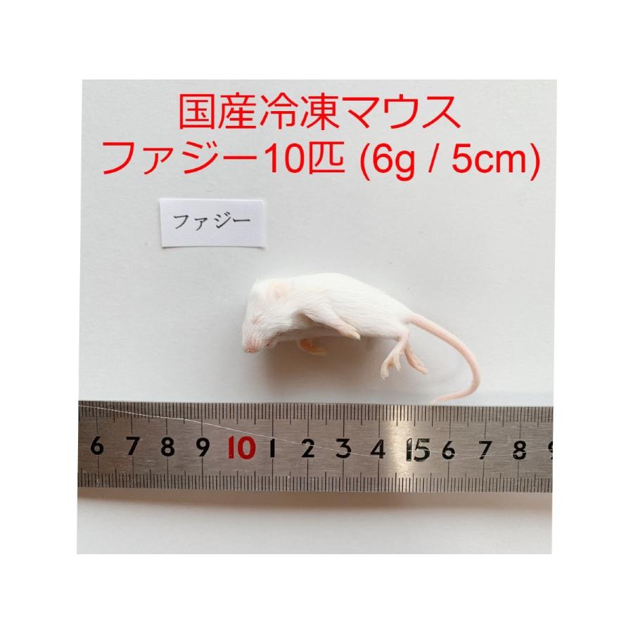 冷凍ラット10匹30g±