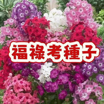 福祿考種子 繽紛花海 四季開花 耐熱耐寒 綠化庭院 陽台盆栽 蜜源植物 花期長 易種植 花卉種子