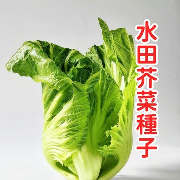 水田芥種子 水芥菜種子 豆瓣菜種子 西洋菜種子 活體蔬菜 水生種植 陽台盆栽 四季可種 沙拉生食 湯品必備 健康蔬菜