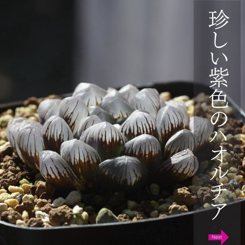 Obtusa ハオルチア 紫系 オブツーサ 多肉植物 Www Junglelivinn Com