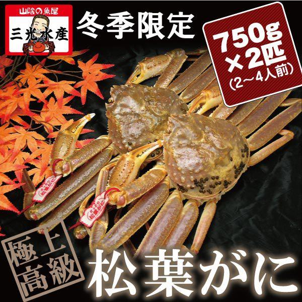 活きている松葉がに(松葉ガニ かに 活 松葉蟹 まつば )750g×2匹(2〜4人前)　タグ付《送料無料》