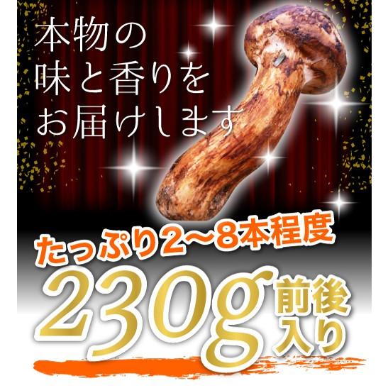 松茸 国産 中つぼみ(半開き) 約230g 2〜8本程度 小さめ まつたけ マツタケ 岡山