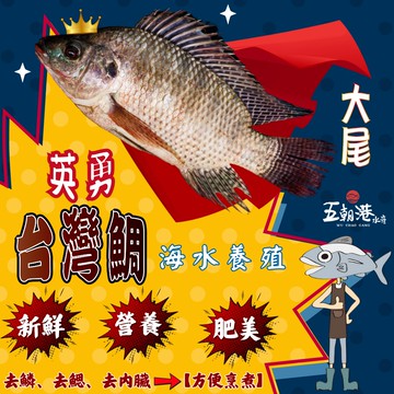 【五朝港水產】英勇台灣鯛 大團購8入組 已三去 (480克±10%/隻 ) 共3840克±10%