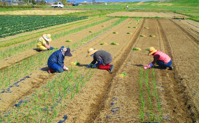 定期便 3回 米 5kg 季節野菜 セット 精米 ゆめつくし