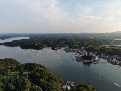 あおさ4袋セット   伊勢志摩 海藻 新鮮 新物 朝食 小分け お手軽 簡単 〔005-50〕