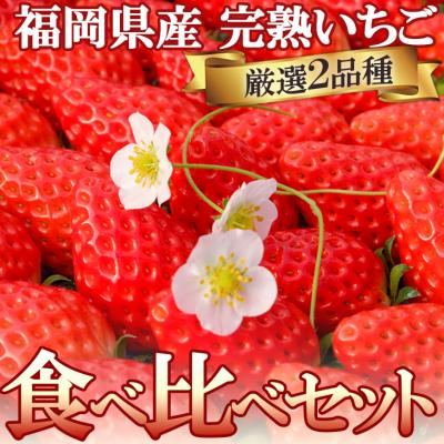 ふるさと納税 小郡市 いただきいちご園の食べ比べセット 厳選2品種 化粧箱入り