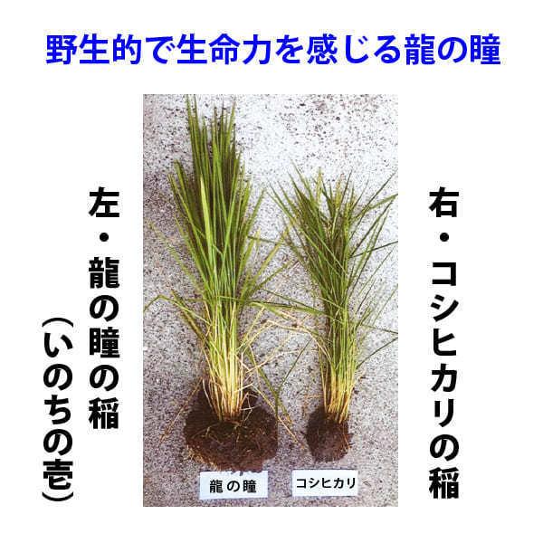 新米入荷 龍の瞳 10kg （5kg×2袋） 令和5年産米 岐阜県産 白米  送料無料 一部地域除く