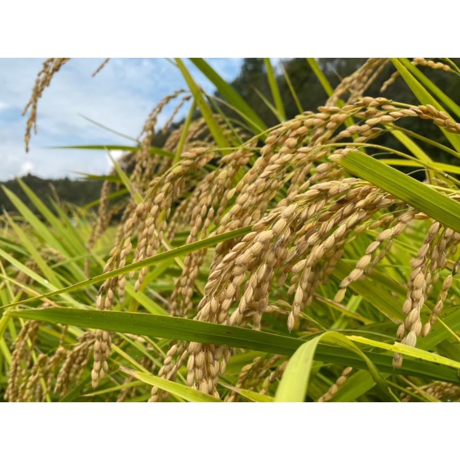 千葉県産　ミルキークィーン　白米　10ｋｇ