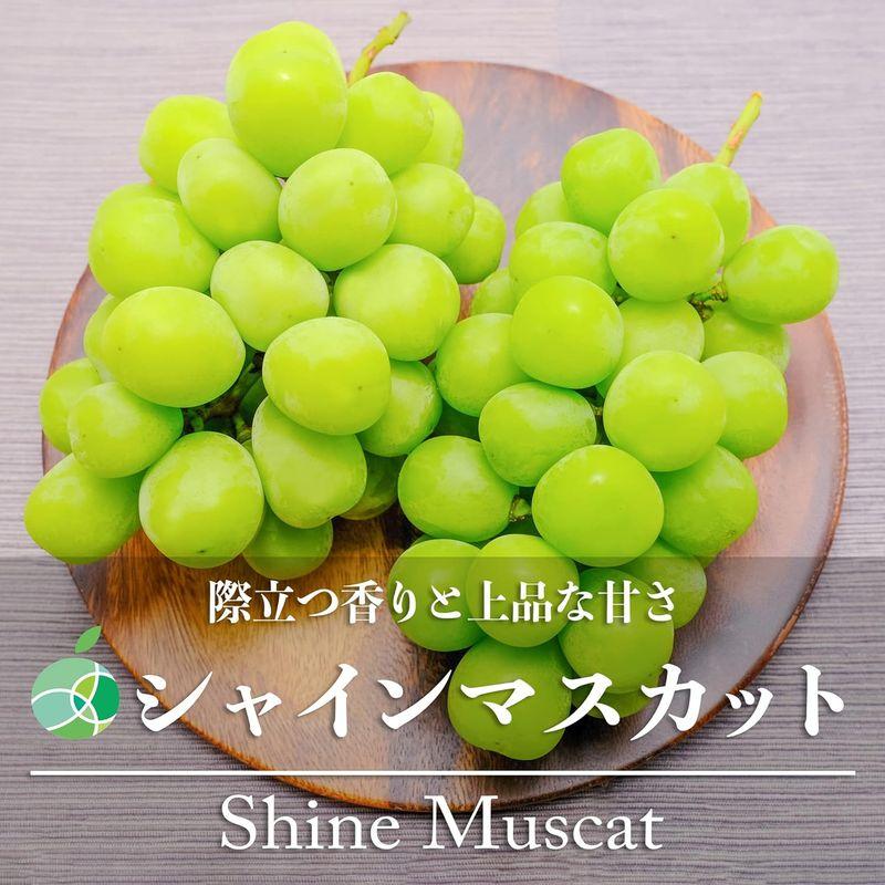 シャインマスカット ぶどう 贈答用 秀 約4kg 8房 長野県産 御歳暮 お歳暮 フルーツ ギフト