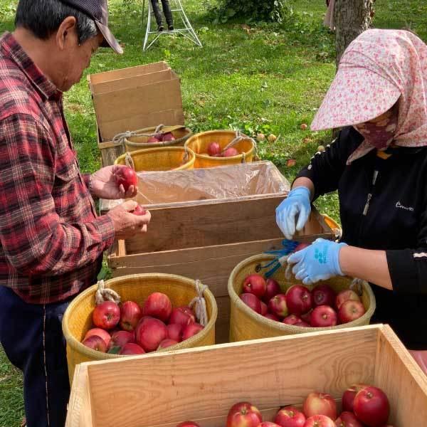 りんご 送料無料 しないりんご ふじ200g 青森県産 林檎 砂糖不使用 ドライフルーツ 乾燥りんご 果物 食べ物 ヨーグルト 無添加 プレゼント ギフト 宅配便