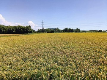 新屋社子470坪農地｜桃園市新屋區社福路