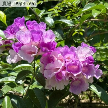 現貨🌺【蒜香藤種子】🌺（250粒）庭院陽台爬藤花種籽 四季開花 新手懶人種植Seed 清香花卉 易種植 耐旱耐寒四季常綠