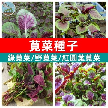 🥬莧菜種子 紅圓葉莧菜野莧菜種子白莧菜野菜種子紅莧菜庭院陽台盆栽種植四季好養灑下就能活