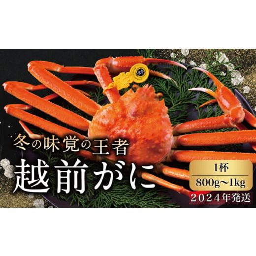 ふるさと納税 福井県 越前市 越前がに（オス）「ずわいがに」 大サイズ（800g-1kg） 1杯