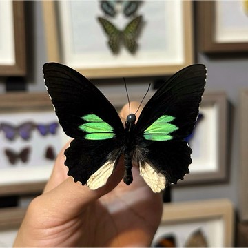 🦋翠紋鳳蝶🦋蝴蝶 昆蟲 模型 乾貨三角紙包裝 #非活體 #類模型 #藝術品