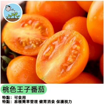 佳美 🥬桃色王子番茄種子（FQ-73）100粒~稀有進口品種~甜度高口感佳~生吃小番茄種子~小果~蔬菜種子