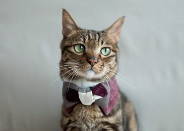 【和服・きもの系列】寵物領巾 貓咪/狗狗 和風 男生款 - 紫紅色