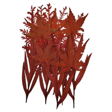 A-ONE 匯旺 真花壓花 中花包 Set 3 BB10  楓葉如丹 紅色