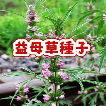 次日達-【益母草種子 】當季新籽 營養豐富 產量高 新手易種植 陽台庭院盆栽 #超優惠
