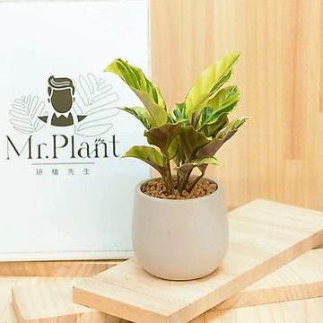【拈花x研植】大理石竹芋│3.5吋水泥盆│窗邊植物│新手植物│淨化空氣│招財植物│觀葉植物│質感盆栽