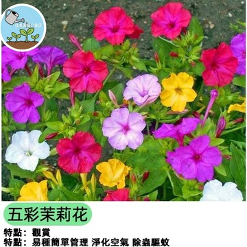 台灣茉莉花種子 重瓣茉莉花  香花植物 盆栽種子 陽台花卉 香氣花卉 茉莉花籽 居家園藝 易種植 芬芳庭院植物 花香盆栽