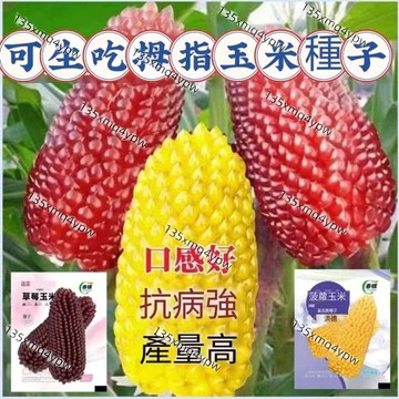 現貨草莓玉米種子（50粒）多款玉米種子大全 白龍王玉米種子 水果玉米草莓玉米種子菠蘿玉米 奶油玉米種子 四季種植